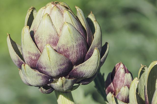 How To Cook Artichoke: What To Do