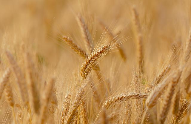 How To Cook Barley Perfectly A Complete Guide