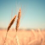 Is Wheat a Vegetable All You Want to Know