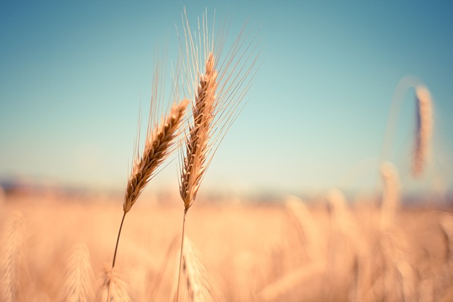 Is Wheat a Vegetable? All You Want to Know